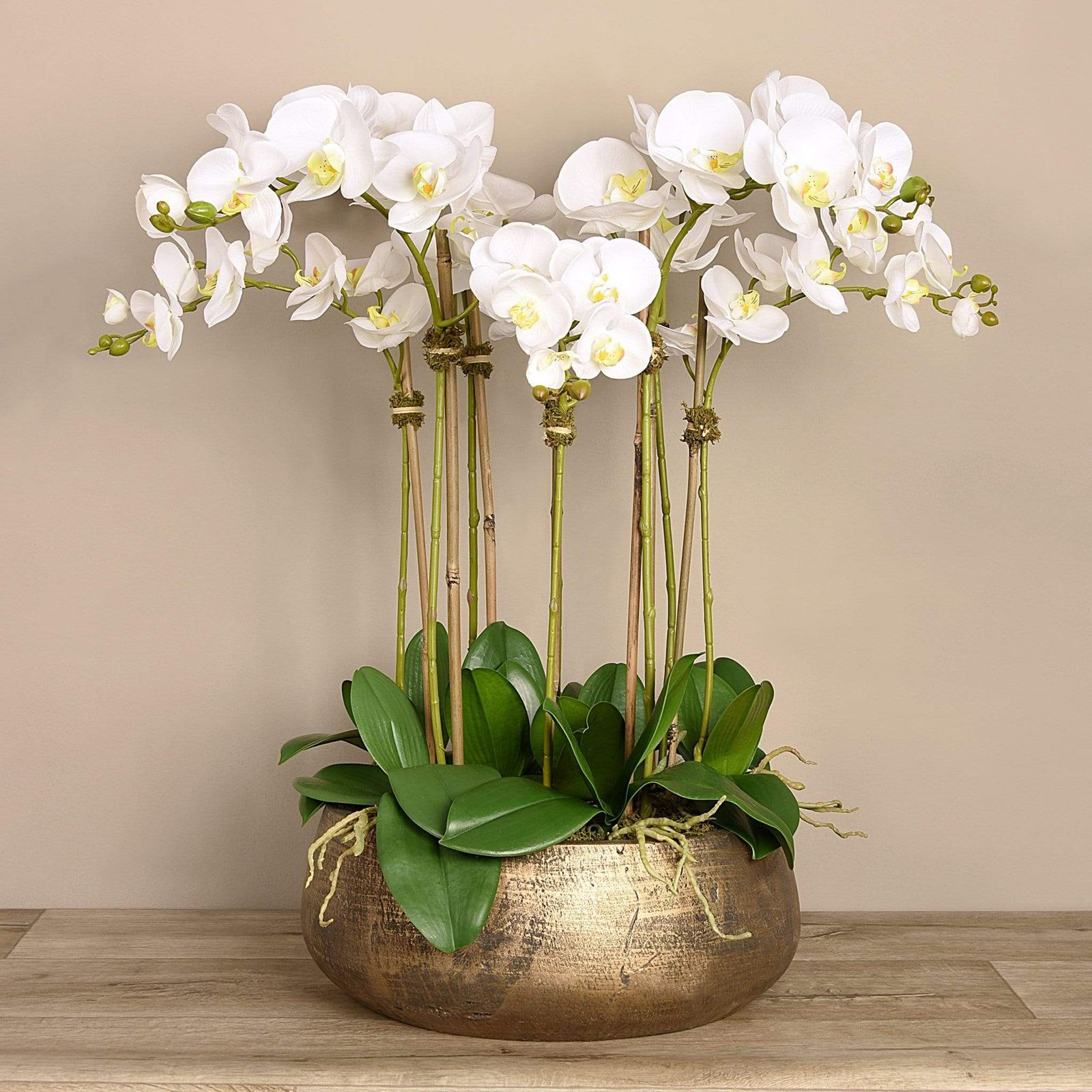 5 White Phalaenopsis In gold pot